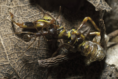 Aphaenogaster fulva