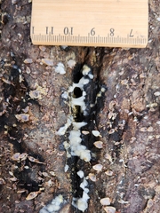 Fiona pinnata