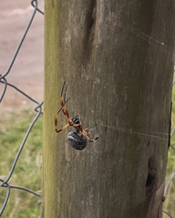 Trichonephila sexpunctata