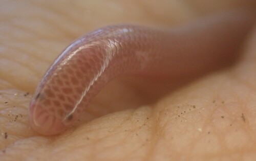 Earthworm Blind Snake