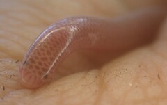 Typhlops lumbricalis