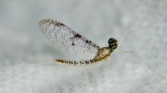 Leucrocuta aphrodite