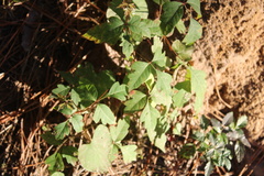 Toxicodendron pubescens