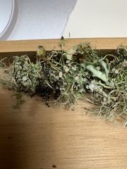 Ramalina stenospora
