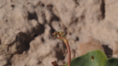 Eriogonum trichopes