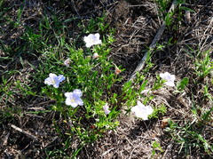 Nierembergia linariifolia