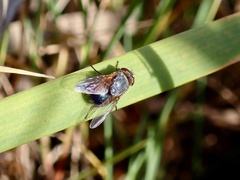 Calliphora dubia
