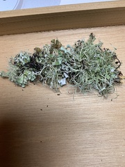 Ramalina stenospora