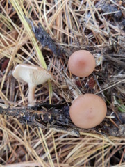 Clitocybe diatreta