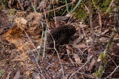 Tachyglossus aculeatus setosus