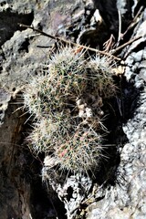 Escobaria tuberculosa