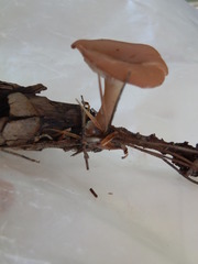 Clitocybe diatreta