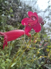 Penstemon roseus