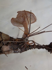 Clitocybe diatreta