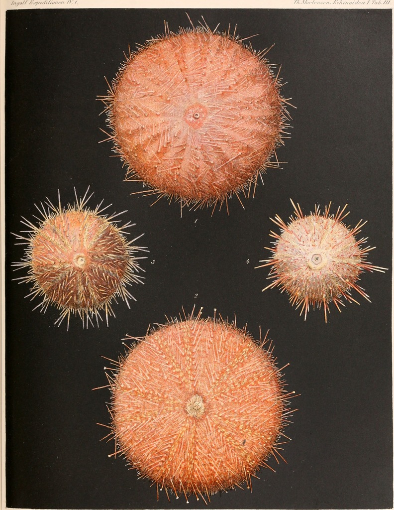 Gracilechinus elegans