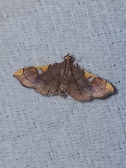 Coenostolopsis apicalis