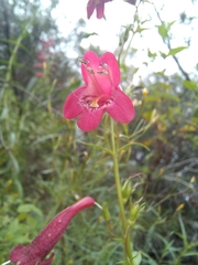 Penstemon roseus