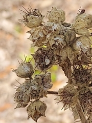 Sida cordifolia