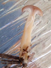 Clitocybe diatreta