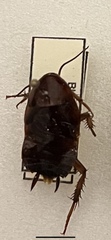 Blatta orientalis