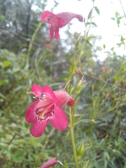 Penstemon roseus
