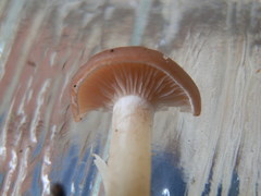 Clitocybe diatreta