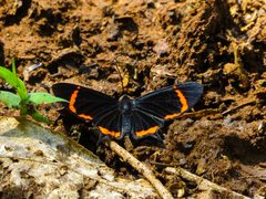 Barbicornis basilis mona