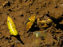 Phaeochlaena lampra