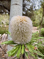 Banksia baueri