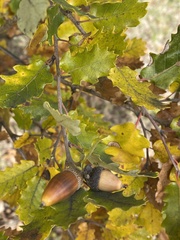 Quercus faginea