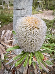 Banksia baueri