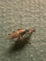 Coelopidae