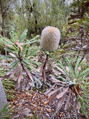 Banksia baueri
