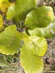 Quercus faginea