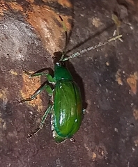 Diabroticina