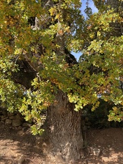 Quercus faginea