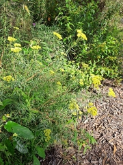 Cassinia aureonitens