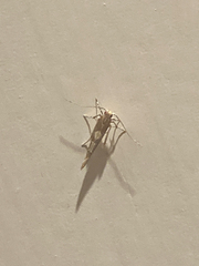 Pyroderces apparitella