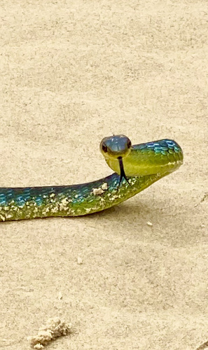 Common Tree Snake sighting