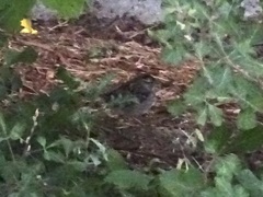 Zonotrichia albicollis