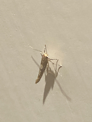 Pyroderces apparitella