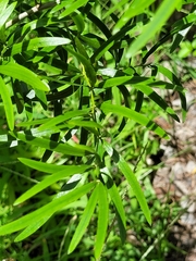 Asparagus falcatus