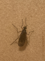 Sylvicola neozelandicus