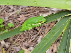 Hyla cinerea