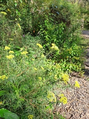 Cassinia aureonitens
