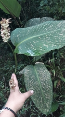 Marantaceae