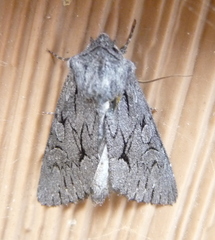 Fishia yosemitae