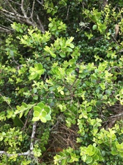 Metrosideros perforata