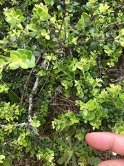 Metrosideros perforata