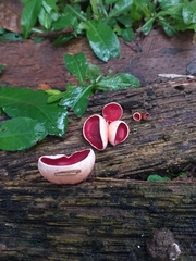 Phillipsia domingensis